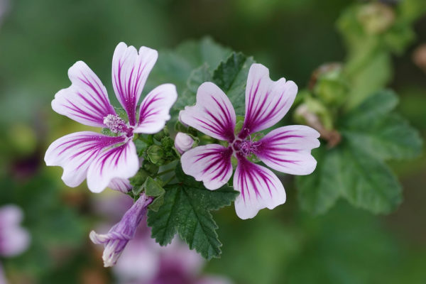 【灵道改变我的一生~荍泠】