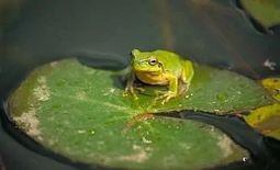 【人死后真会回来报梦吗?以下是陈小姐和择刚师父之对话】